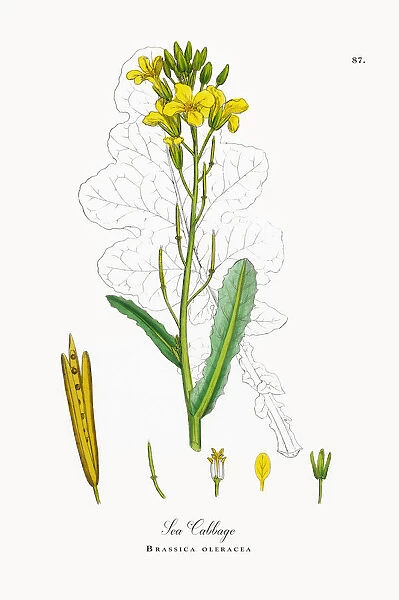 Sea Cabbage, Brassica oleracea, Victorian Botanical Illustration, 1863