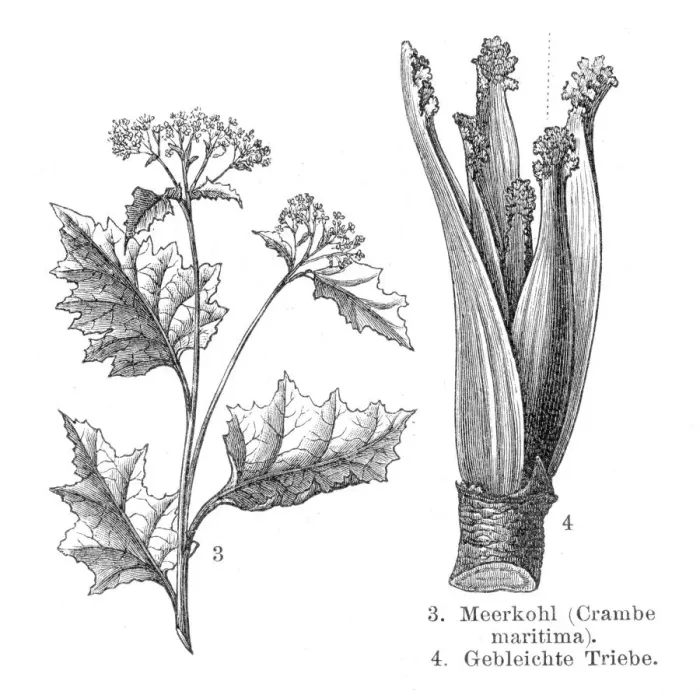 Framed Print : Sea cabbage vegetables engraving 1895 Framed Print : Sea cabbage vegetables engraving 1895