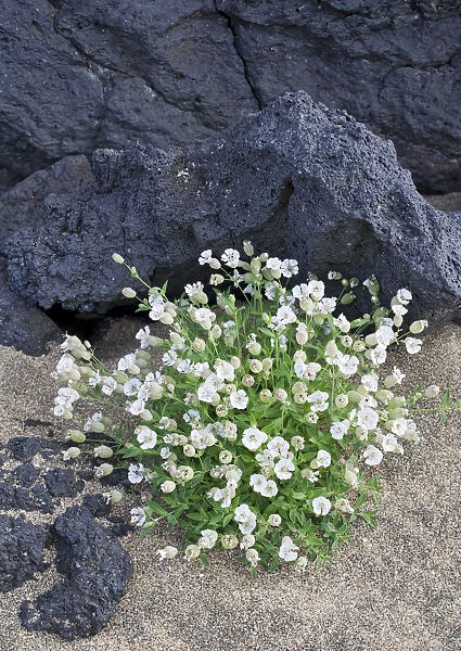 Sea Campion -Silene uniflora Roth-, Buoir or Faskruosfjoerour, Snaefellsnes, Snaefellsness, Iceland, Europe