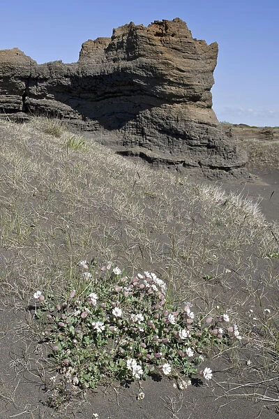 Sea campion -Silene uniflora Roth- and sandstone rock formations, Joekulsargljufur National Park, Iceland, Europe