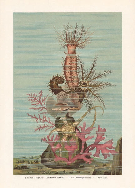 Sea ??cucumber, chromolithograph, published in 1897