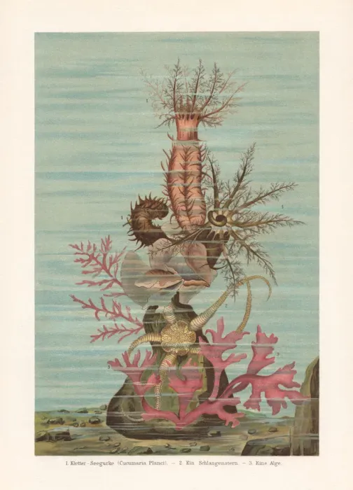 Framed Print : Sea ??cucumber, chromolithograph, published in 1897 Framed Print : Sea ??cucumber, chromolithograph, published in 1897