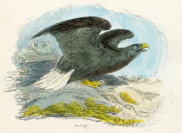 Sea eagle bird engraving 1893
