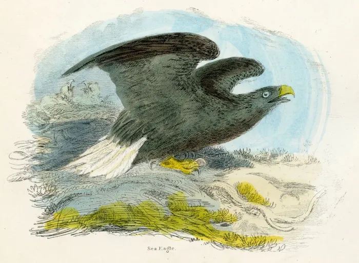Framed Print : Sea eagle bird engraving 1893 Framed Print : Sea eagle bird engraving 1893
