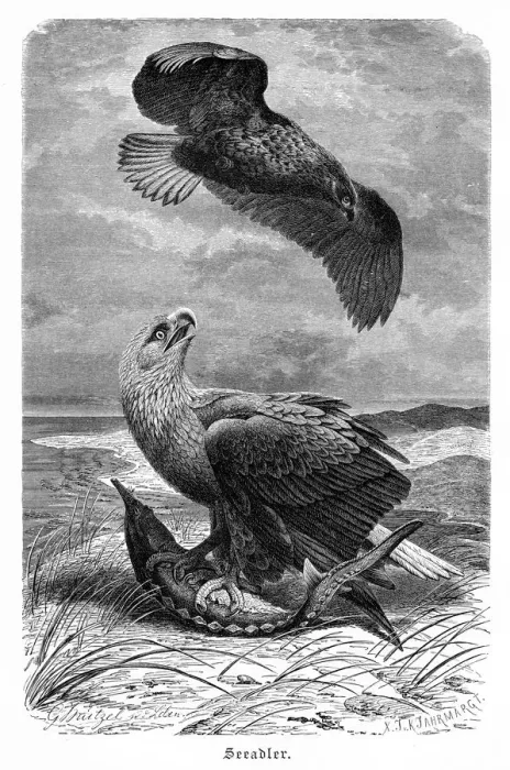 Framed Print : Sea Eagle engraving 1892 Framed Print : Sea Eagle engraving 1892