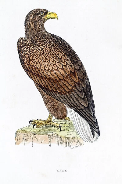 Sea eagle Erne bird 19 century illustration