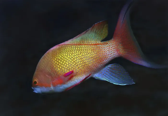 Framed Print : Sea goldie, Jevel fairy basslet -Pseudanthias squamipinnis-, Red Sea, Egypt, Africa Framed Print : Sea goldie, Jevel fairy basslet -Pseudanthias squamipinnis-, Red Sea, Egypt, Africa