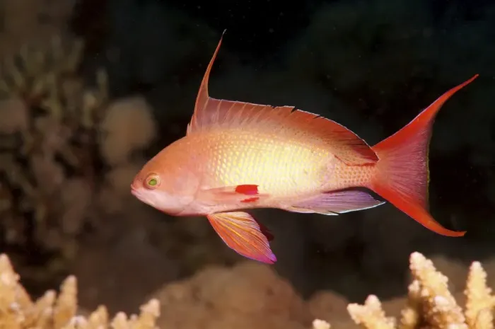 Framed Print : Sea goldie, Jevel fairy basslet -Pseudanthias squamipinnis-, Red Sea, Egypt, Africa