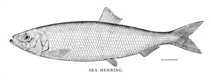 Framed Print : Sea herring engraving 1898
