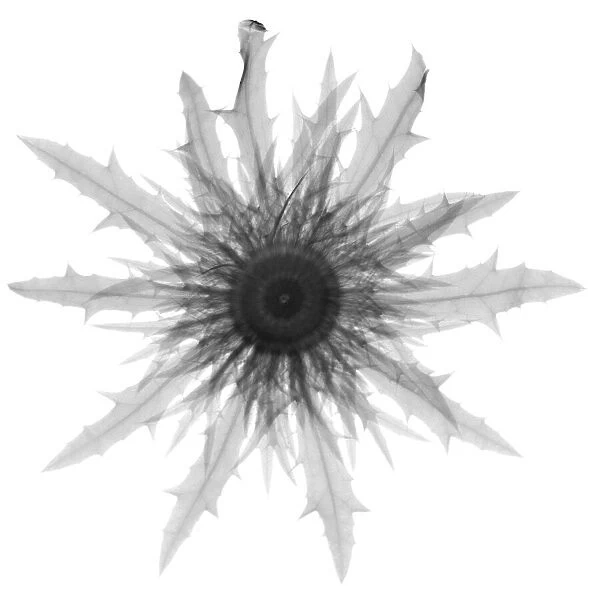 Sea holly (Eryngium sp. ), X-ray