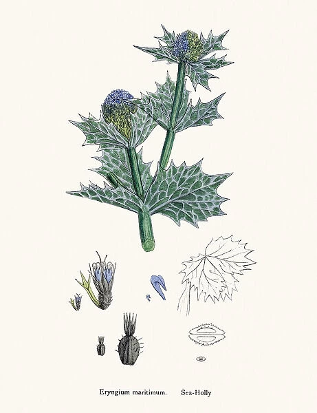 Sea Holly plant against bladder disease and as tonic