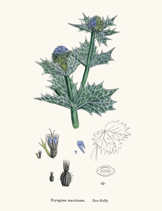 Framed Print : Sea Holly plant against bladder disease and as tonic