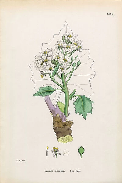 Sea Kale, Crambe maritima, Victorian Botanical Illustration, 1863