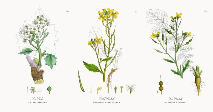 Framed Print : Sea Kale, Crambe maritima, Victorian Botanical Illustration, 1863 Framed Print : Sea Kale, Crambe maritima, Victorian Botanical Illustration, 1863