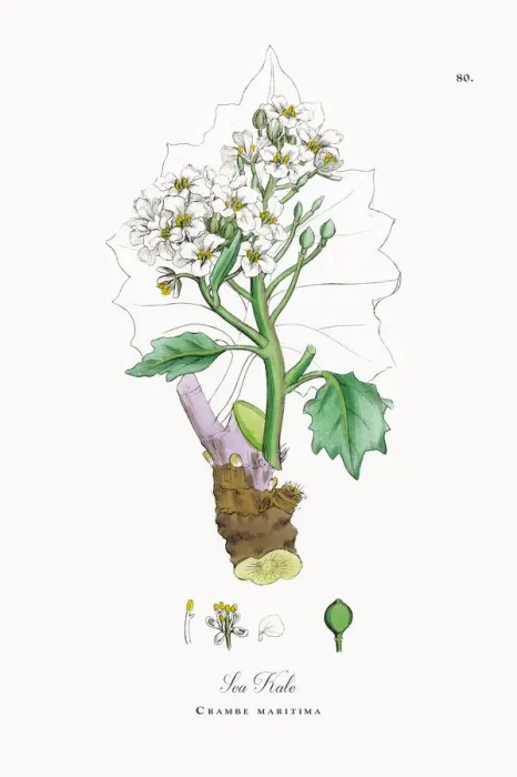 Framed Print : Sea Kale, Crambe maritima, Victorian Botanical Illustration, 1863 Framed Print : Sea Kale, Crambe maritima, Victorian Botanical Illustration, 1863