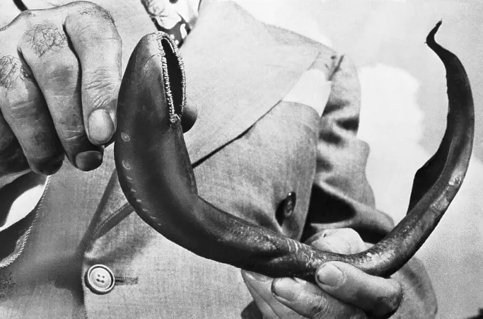 Framed Print : Sea Lamprey Being Held up for Display Framed Print : Sea Lamprey Being Held up for Display