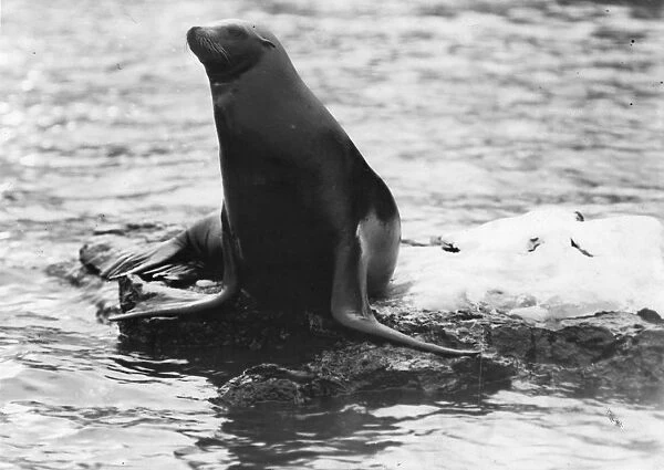 Sea-Lion. circa 1910: A sea-lion rests on a rock. (Photo by Hulton Archive / Getty Images)