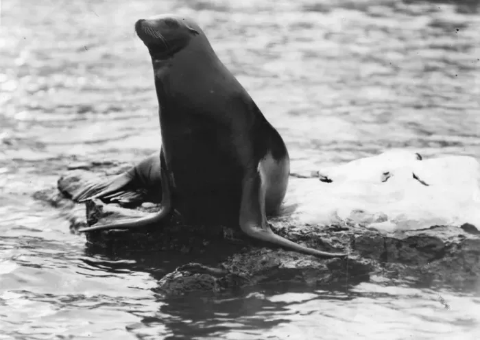 Framed Print : Sea-Lion. circa 1910: A sea-lion rests on a rock. (Photo by Hulton Archive / Getty Images) Framed Print : Sea-Lion. circa 1910: A sea-lion rests on a rock. (Photo by Hulton Archive / Getty Images)