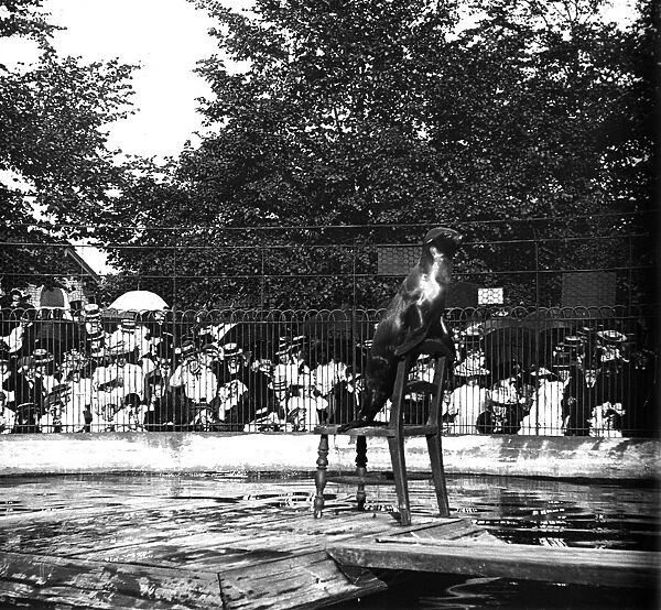 Sea Lion. circa 1900: A sea lion performs a trick in the enclosure at Regents Park Zoo