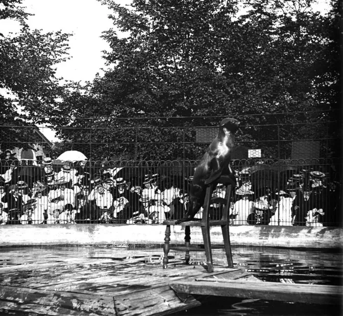 Framed Print : Sea Lion. circa 1900: A sea lion performs a trick in the enclosure at Regents Park Zoo Framed Print : Sea Lion. circa 1900: A sea lion performs a trick in the enclosure at Regents Park Zoo