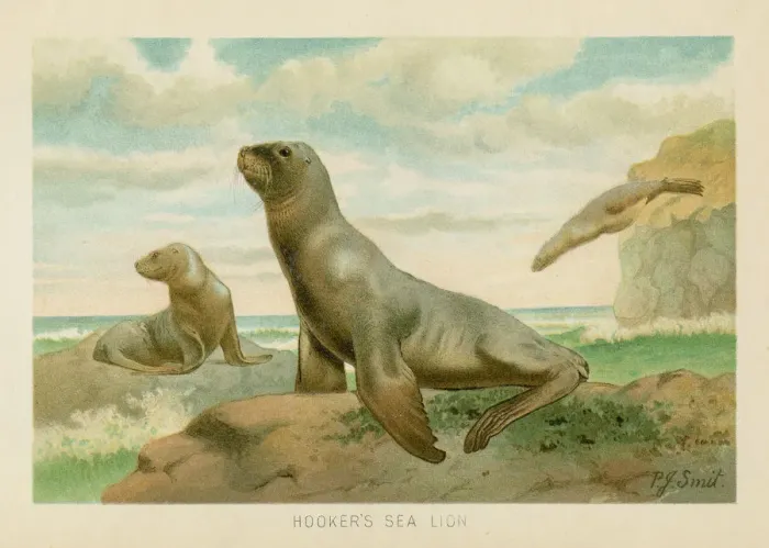 Framed Print : Sea lion chromolithograph 1896 Framed Print : Sea lion chromolithograph 1896
