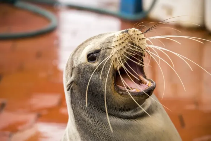 Framed Print : Sea lion at Fish market Framed Print : Sea lion at Fish market