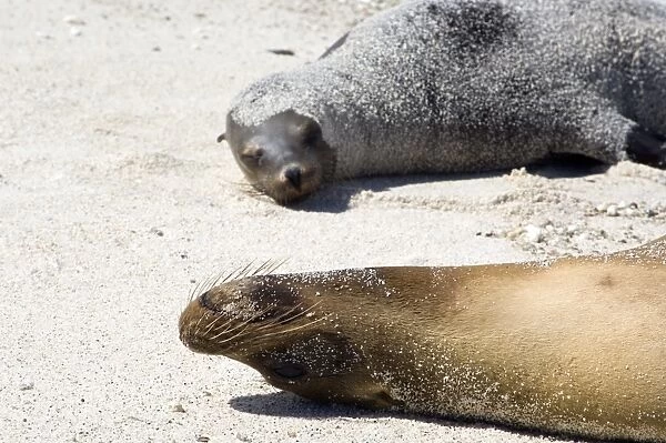 Sea lion relaxing on beach, Galapagos Islands