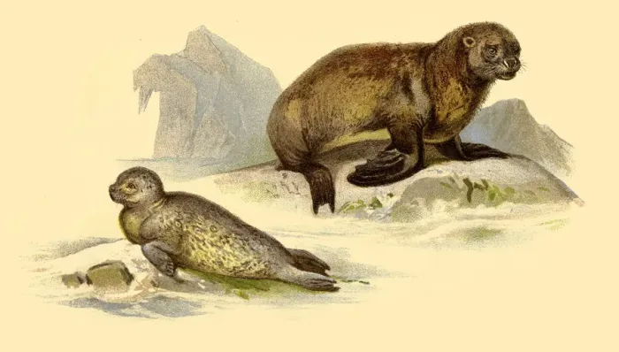 Framed Print : Sea Lion and Seal illustration 1888 Framed Print : Sea Lion and Seal illustration 1888