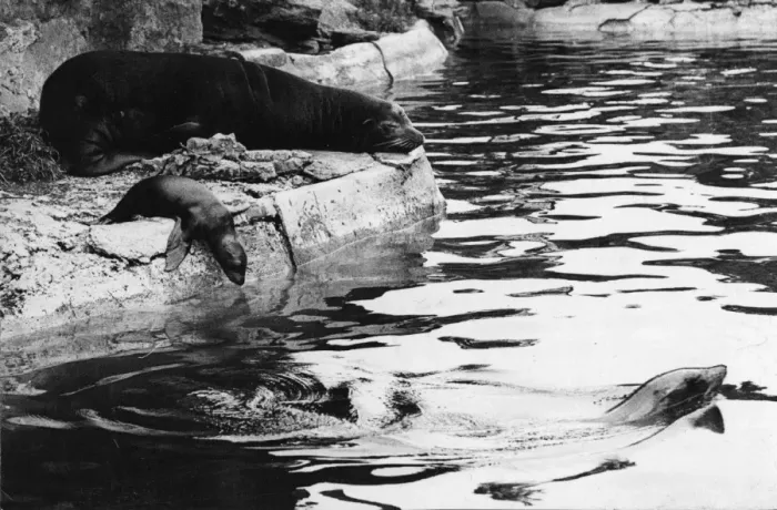 Framed Print : Sea Lions. circa 1910: A sea lion and cub at leisure Framed Print : Sea Lions. circa 1910: A sea lion and cub at leisure