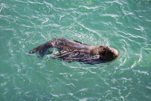 Sea lions playing in the waters of Valdes Peninsula