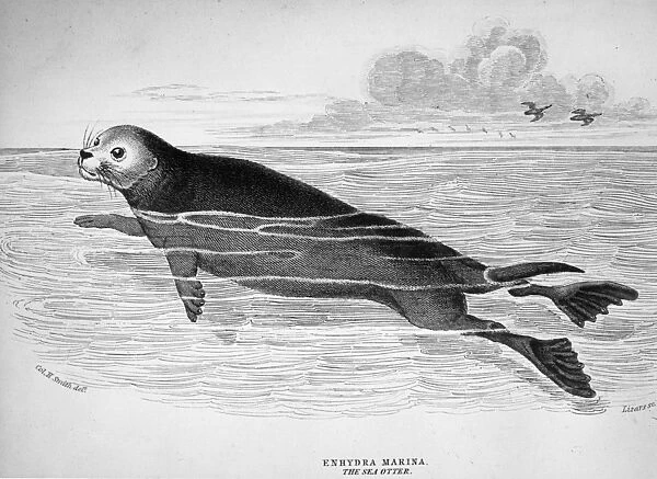 Sea Otter. circa 1850: The Enhydra Marina or sea otter, Original Artwork