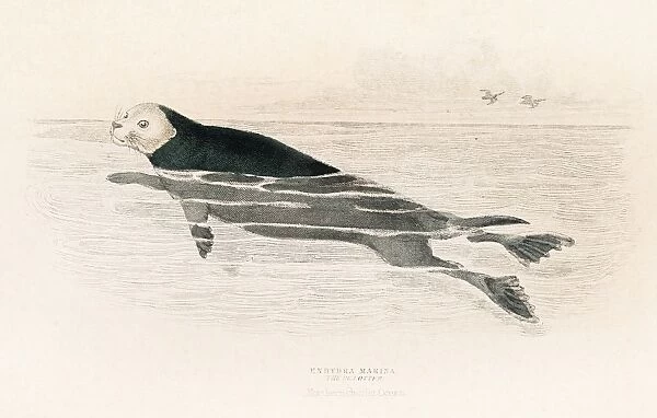 The sea otter engraving 1855