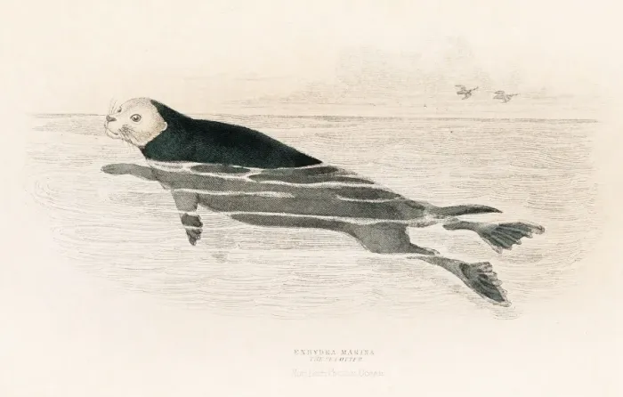 Framed Print : The sea otter engraving 1855 Framed Print : The sea otter engraving 1855