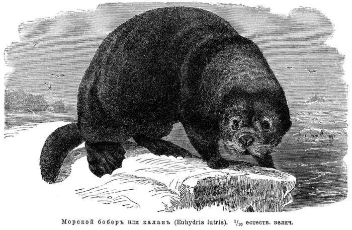 Framed Print : Sea otter (Enhydra lutris) Framed Print : Sea otter (Enhydra lutris)