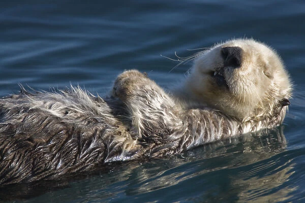 Sea Otter (Enhydra lutris) Sleeping