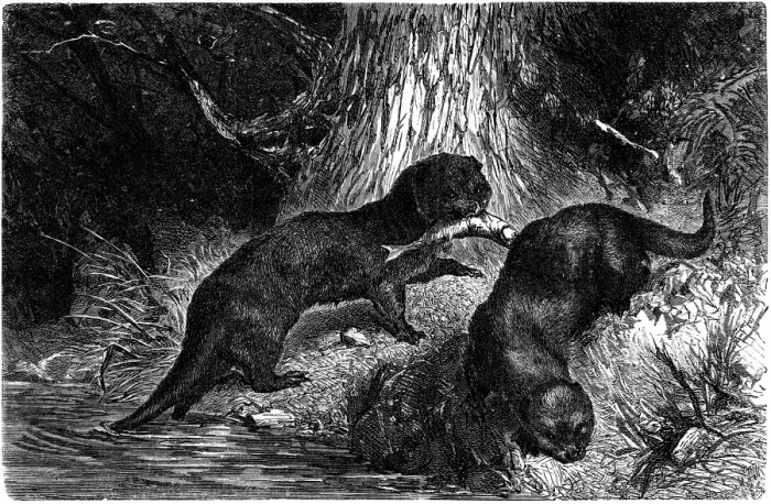 Framed Print : Sea otter (Lutra lutra) Framed Print : Sea otter (Lutra lutra)