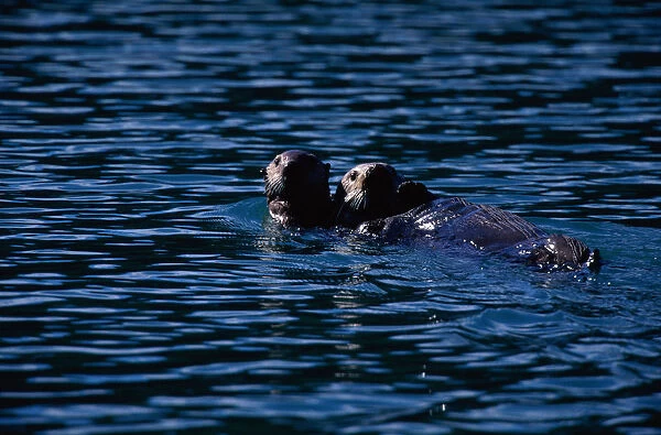 Sea Otters, Glacier Nat l Park, Alaska