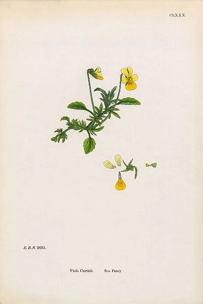 Sea Pansy, Viola Curtisii, Victorian Botanical Illustration, 1863