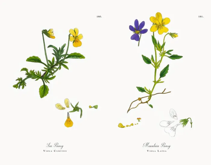 Framed Print : Sea Pansy, Viola Curtisii, Victorian Botanical Illustration, 1863 Framed Print : Sea Pansy, Viola Curtisii, Victorian Botanical Illustration, 1863