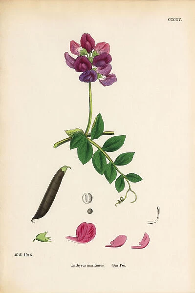 Sea Pea, Lathyrus maritimus, Victorian Botanical Illustration, 1863