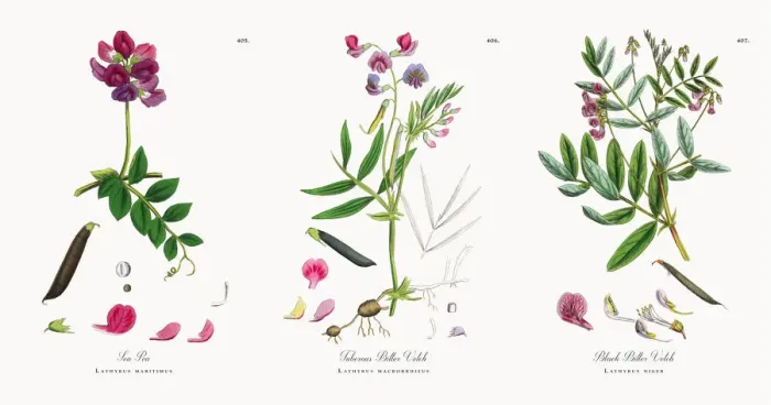 Framed Print : Sea Pea, Lathyrus maritimus, Victorian Botanical Illustration, 1863