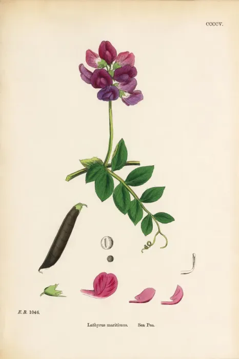 Framed Print : Sea Pea, Lathyrus maritimus, Victorian Botanical Illustration, 1863 Framed Print : Sea Pea, Lathyrus maritimus, Victorian Botanical Illustration, 1863