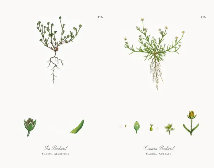 Framed Print : Sea Pearlwort, Sagina Maritima, Victorian Botanical Illustration, 1863 Framed Print : Sea Pearlwort, Sagina Maritima, Victorian Botanical Illustration, 1863