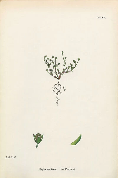 Sea Pearlwort, Sagina Maritima, Victorian Botanical Illustration, 1863