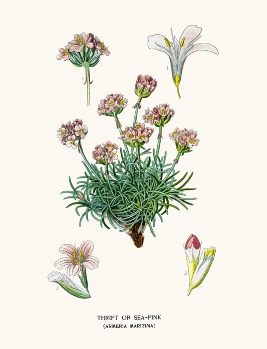 Framed Print : Sea pink flower Framed Print : Sea pink flower