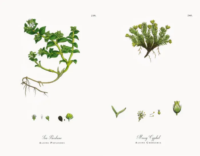 Framed Print : Sea Purslane, Alsine Peploides, Victorian Botanical Illustration, 1863 Framed Print : Sea Purslane, Alsine Peploides, Victorian Botanical Illustration, 1863