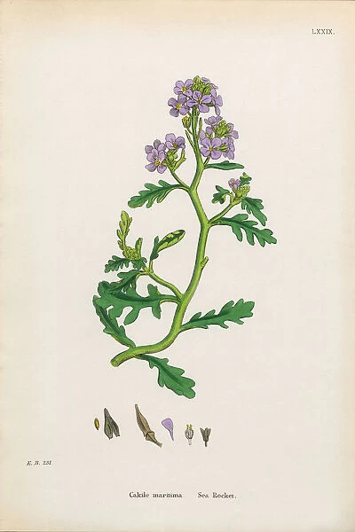 Sea Rocket, Cakile maritima, Victorian Botanical Illustration, 1863