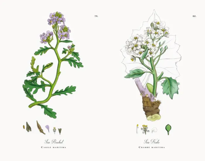 Framed Print : Sea Rocket, Cakile maritima, Victorian Botanical Illustration, 1863 Framed Print : Sea Rocket, Cakile maritima, Victorian Botanical Illustration, 1863