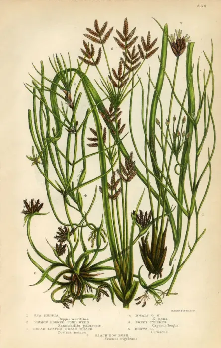 Framed Print : Sea Ruppia, Pond Weed, Grass Wrack, Cyperus, Victorian Botanical Illustration Framed Print : Sea Ruppia, Pond Weed, Grass Wrack, Cyperus, Victorian Botanical Illustration