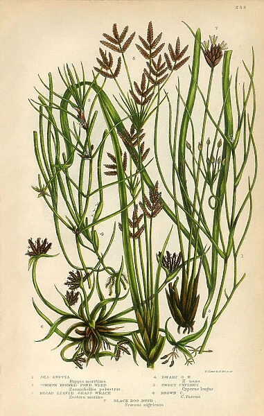 Sea Ruppia, Pond Weed, Grass Wrack, Cyperus, Victorian Botanical Illustration